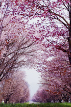 西舎の桜並木